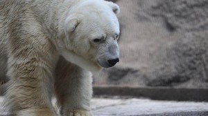 Smutný medvěd Arturo, hlavní hrdina podpisové akce, do které se zapojily statisíce lidí. Foto: Mashable